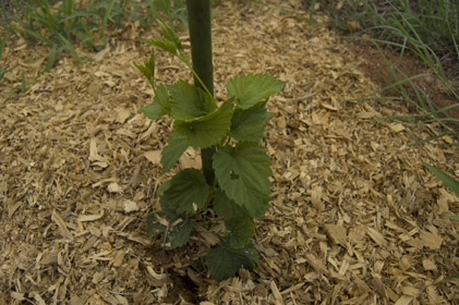 Chinook hops.