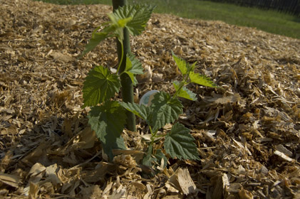 Mount Hood hops